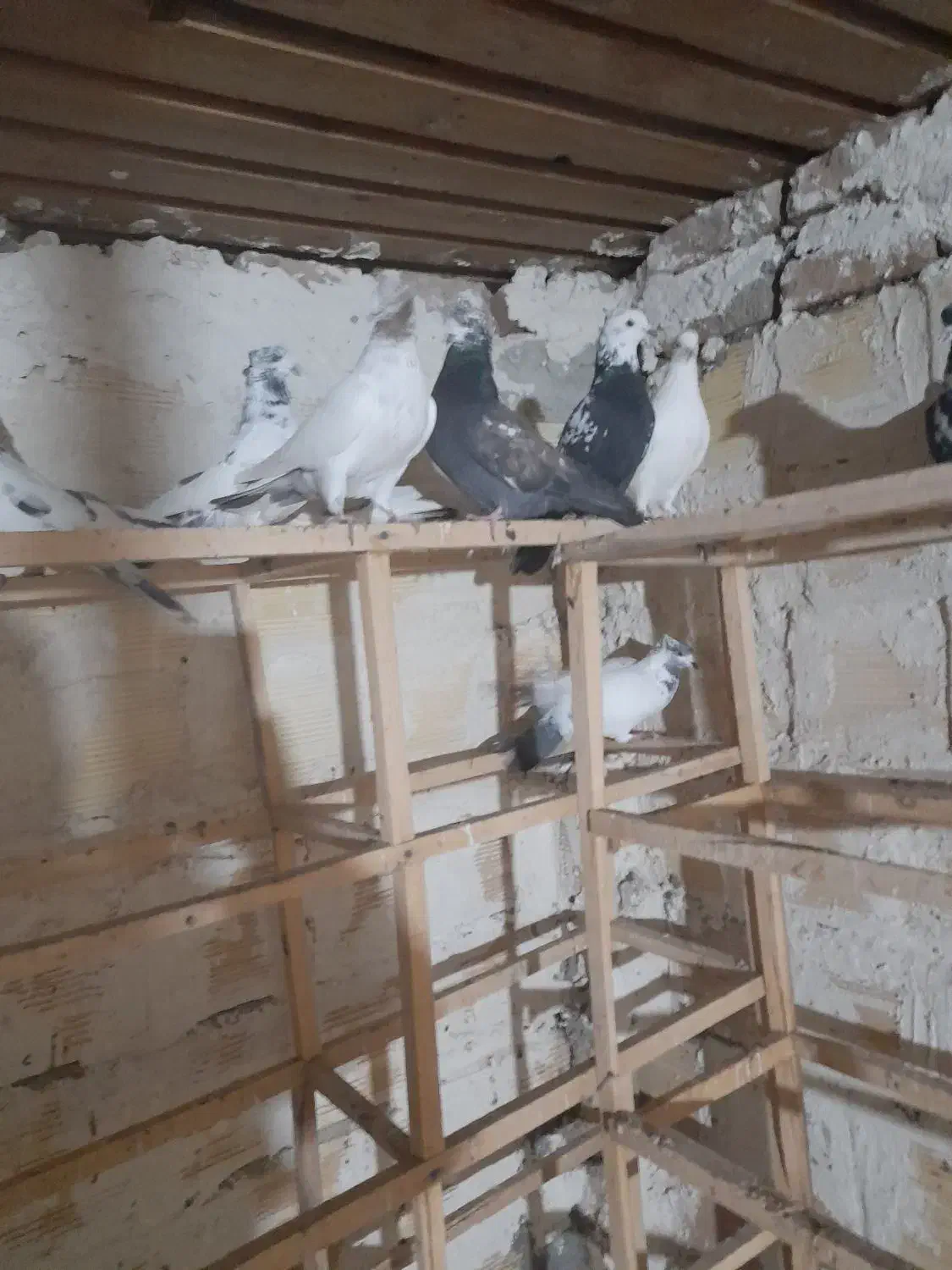 کفتر تهران|پرنده|میانه, |دیوار