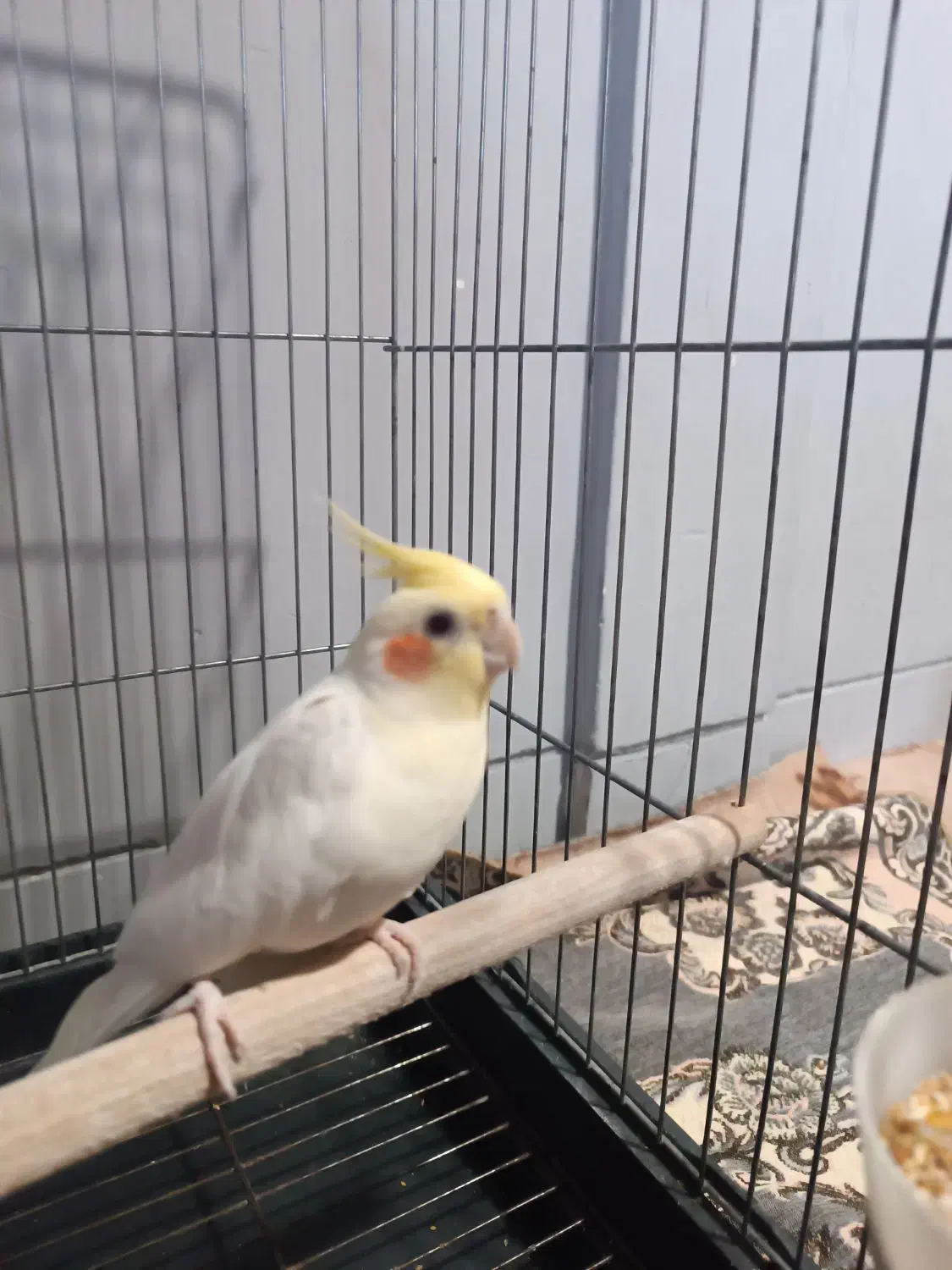 عروس هلندی نر|پرنده|قرق, |دیوار