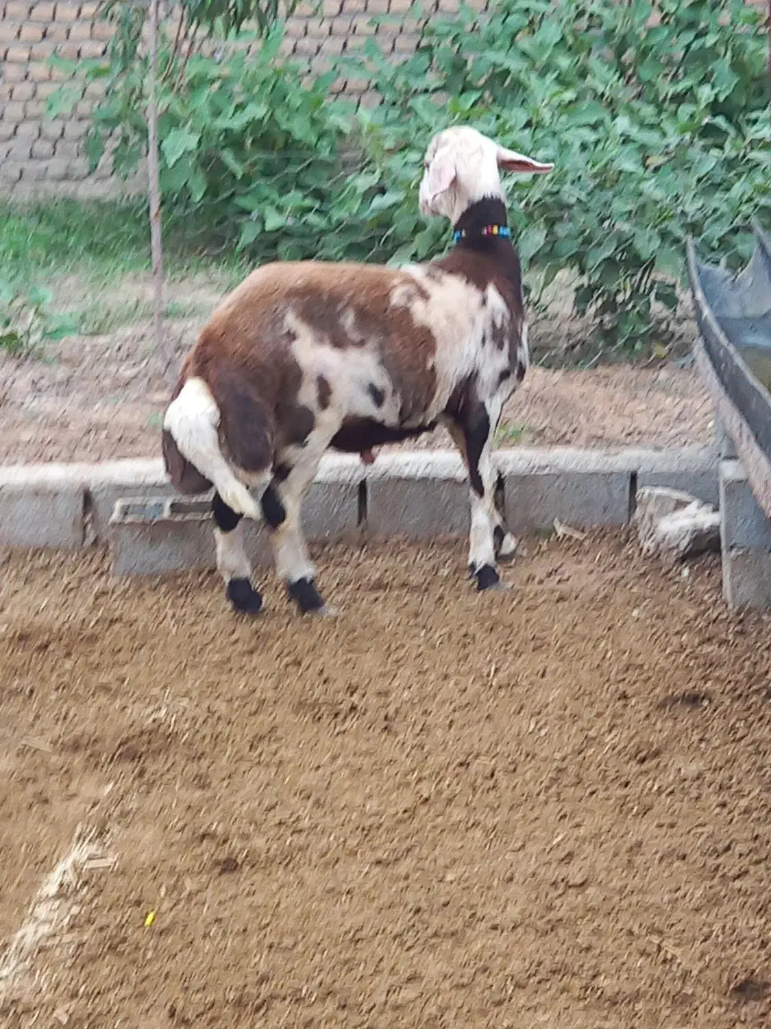 بره قوچ بروجردی اصل|حیوانات مزرعه|سیمین شهر, |دیوار