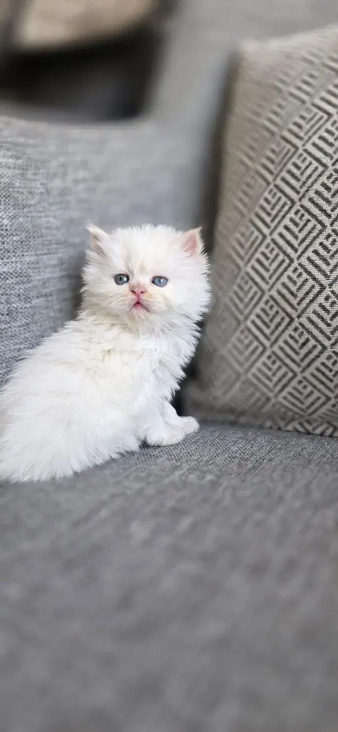 گربه پرشین سفید کاراملی گارفیلدی|گربه|تهران, امجدیه (خاقانی)|دیوار