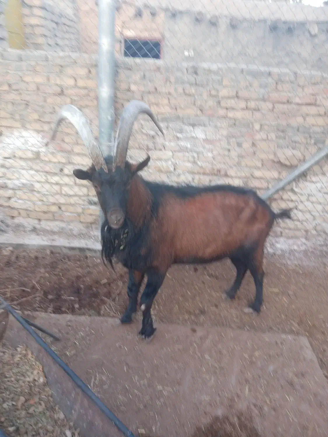 نر بز آلپاین|حیوانات مزرعه|باغ بهادران, |دیوار