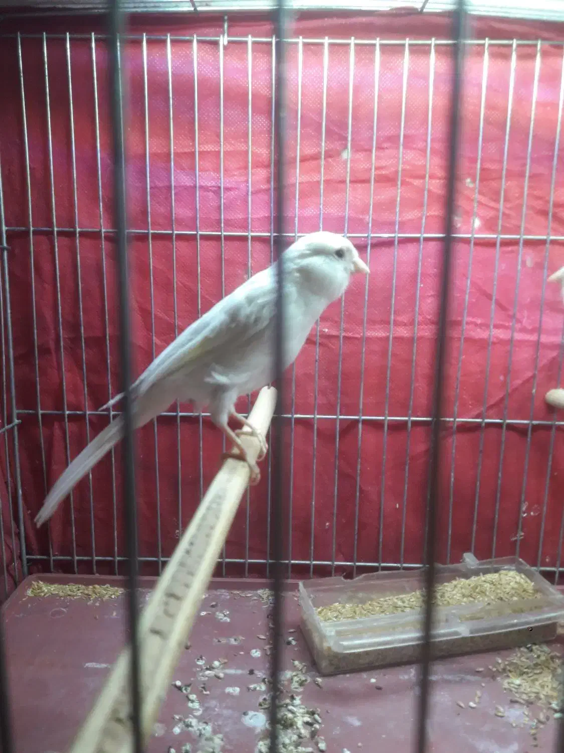 ۲عدد قناری ماده آماده|پرنده|اصفهان, زهران|دیوار