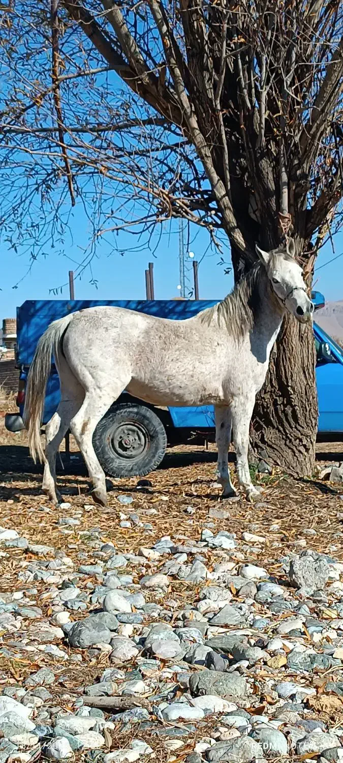 اسب مادیون|اسب و تجهیزات اسب‌سواری|سیلوانه, |دیوار