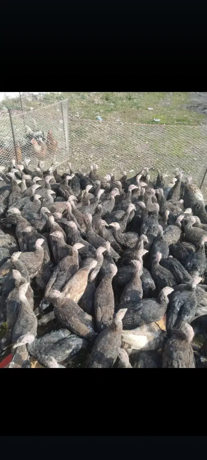 پرورش بوقلمون و جوجه بوقلمون و بوقلمون گوشتی|حیوانات مزرعه|تهران, آزادشهر|دیوار