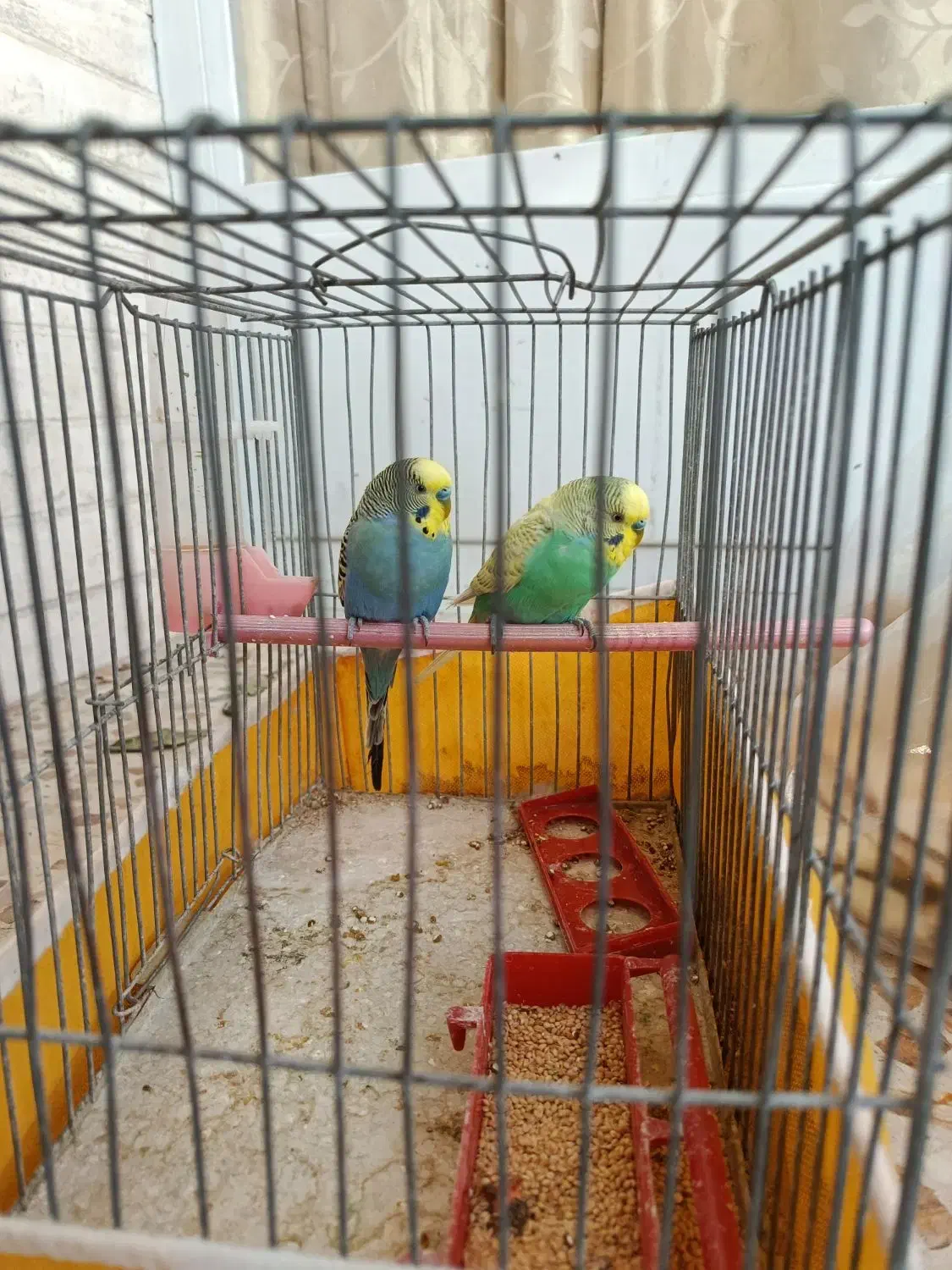 مرغ عشق|پرنده|اصفهان, پرتمان|دیوار