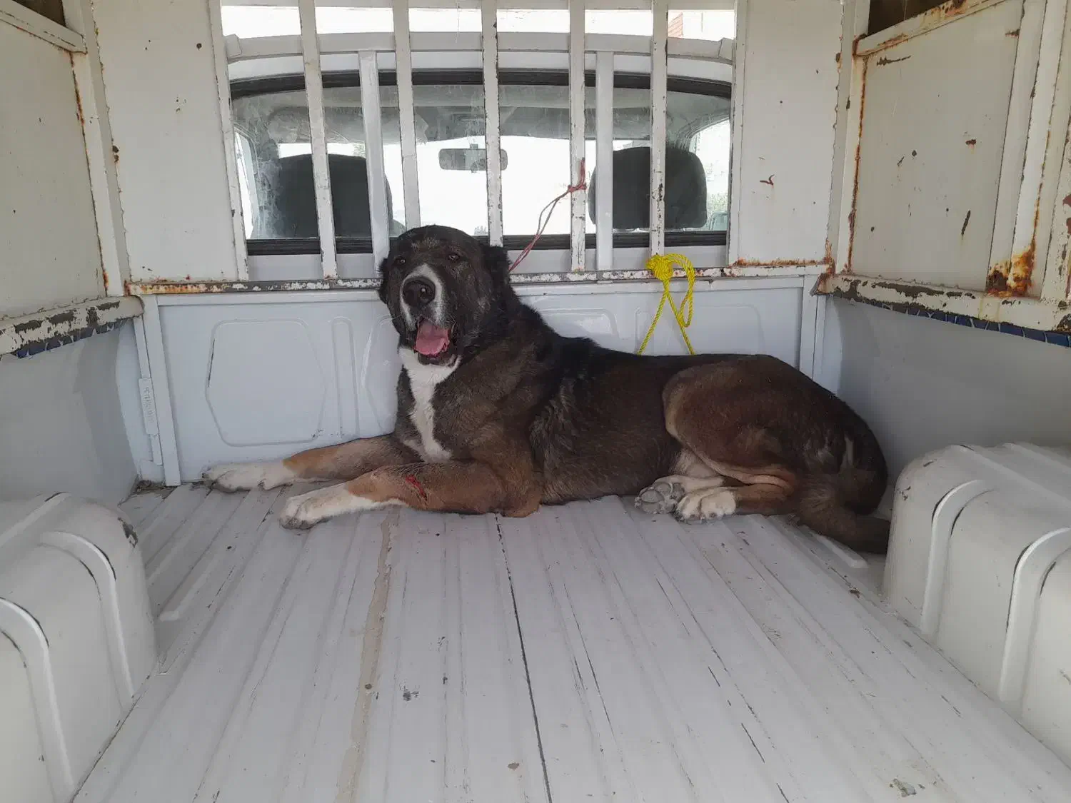 سگ خراسانی|سگ|تربت‌حیدریه, سرمحله|دیوار