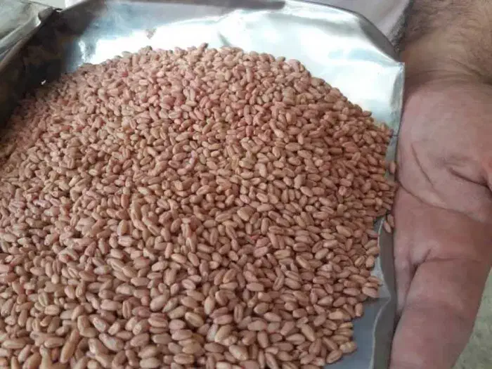 گندم بوجاری ۲۸|عمده‌فروشی|سرپل ذهاب, |دیوار