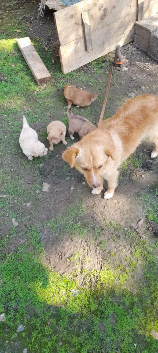 توله سگ فروشی|سگ|رودسر, |دیوار