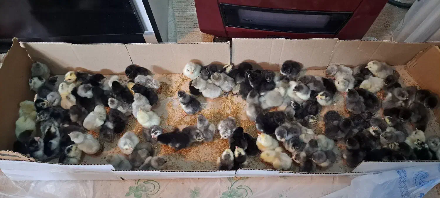 جوجه طوسی متولد سوزنی گلین مرغ لری جوجه|حیوانات مزرعه|اصفهان, شهید رجایی|دیوار