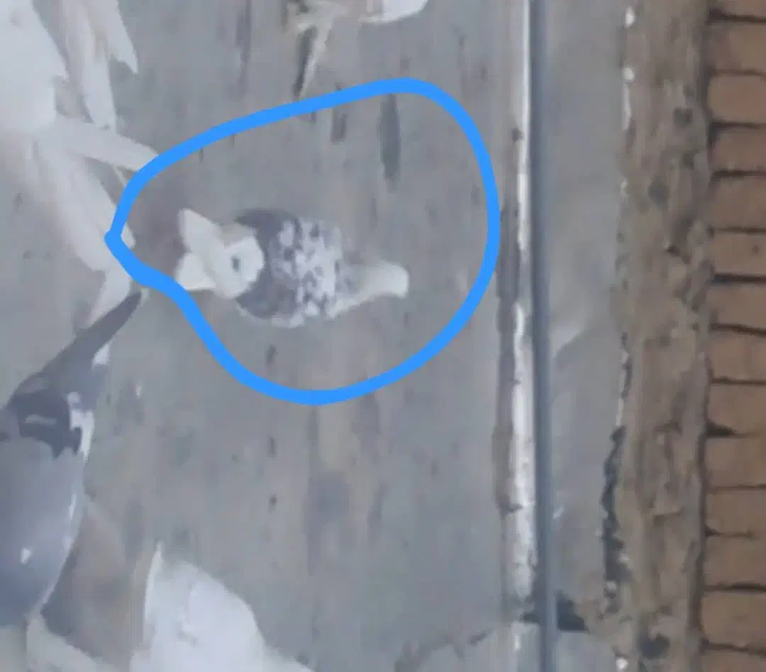 کبوتر پشتدار و ابلغ هردو  گم شده در گلشهر شاهگلی|حیوانات|تبریز, |دیوار