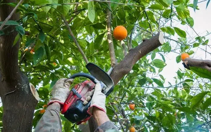 هرس مرکبات و خرید چوب|خدمات باغبانی و درختکاری|ساری, |دیوار