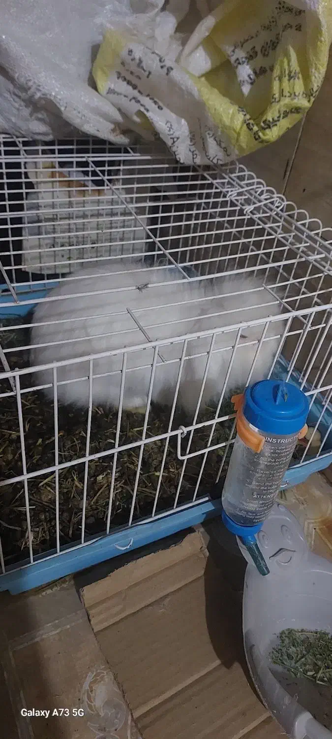 خرگوش لوپ اصلی|موش و خرگوش|بافق, |دیوار