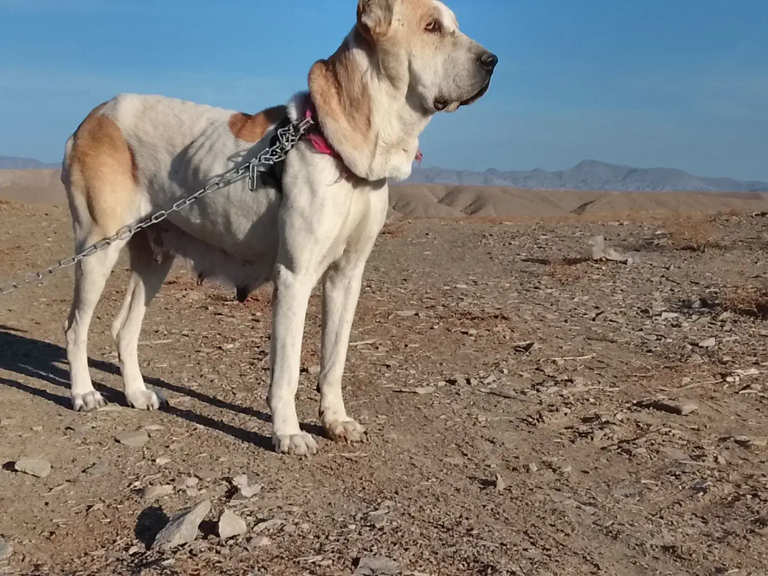 سگ ماده|سگ|نهبندان, |دیوار