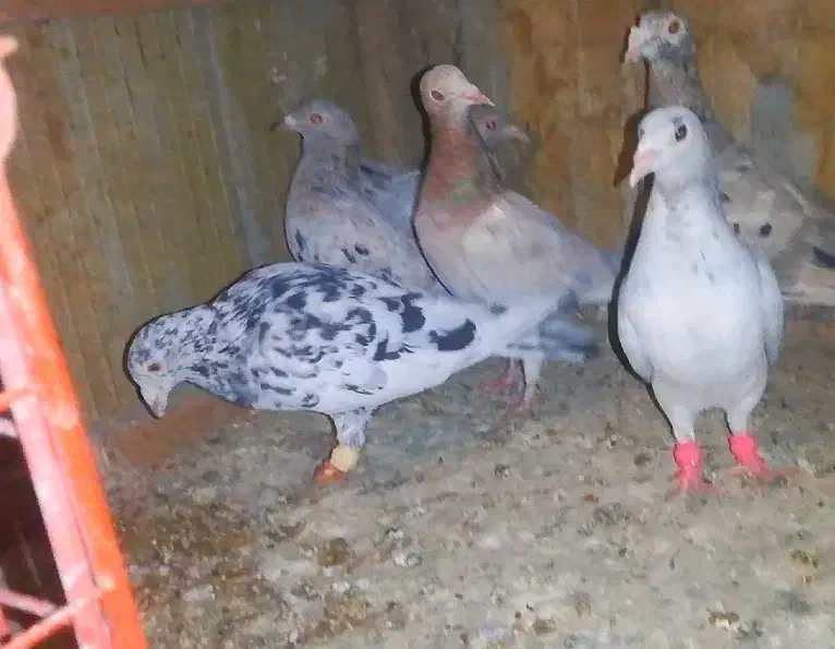 کبوتر هفترنگ نر و ماده|پرنده|اسفرورین, |دیوار