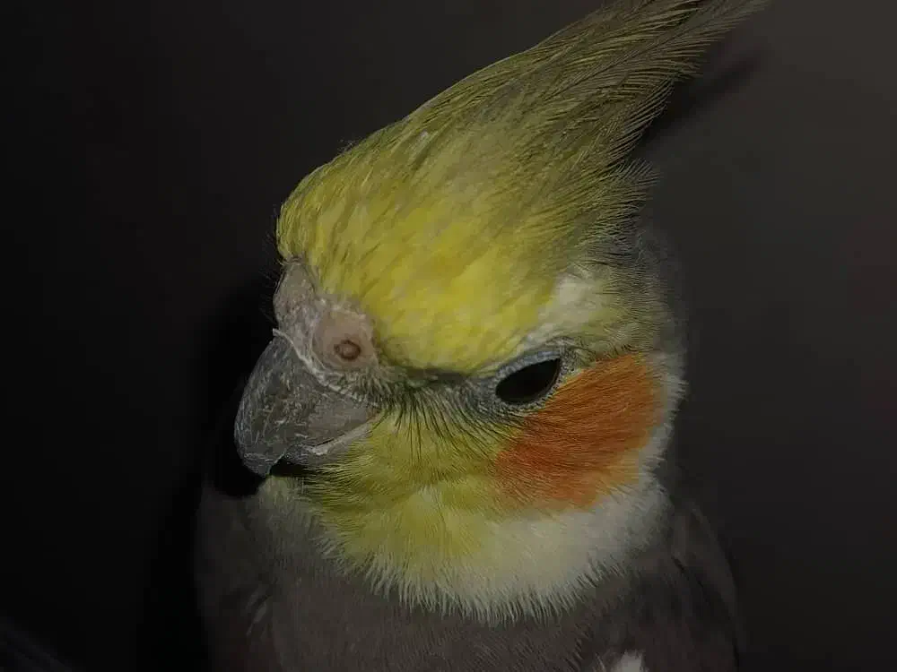 عروس هلندی نر|پرنده|خورموج, |دیوار