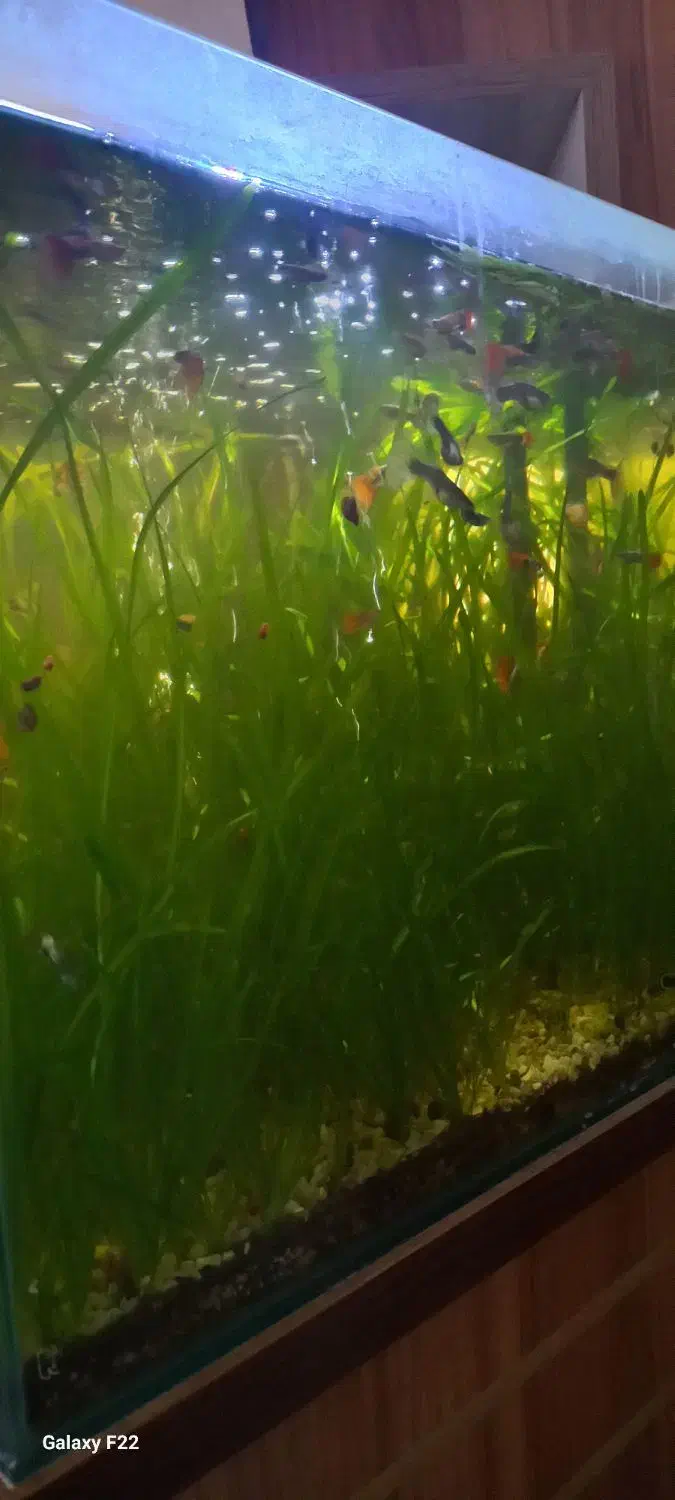 گیاه گندمی آکواریوم|ماهی|تربت جام, فاز ۳ فرهنگیان|دیوار