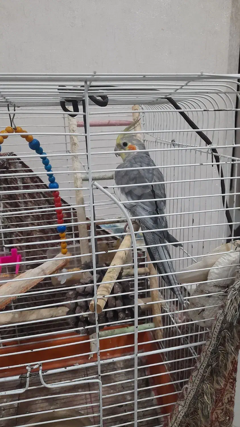 عروس نر سخنگو|پرنده|لاهیجان, گلستان|دیوار