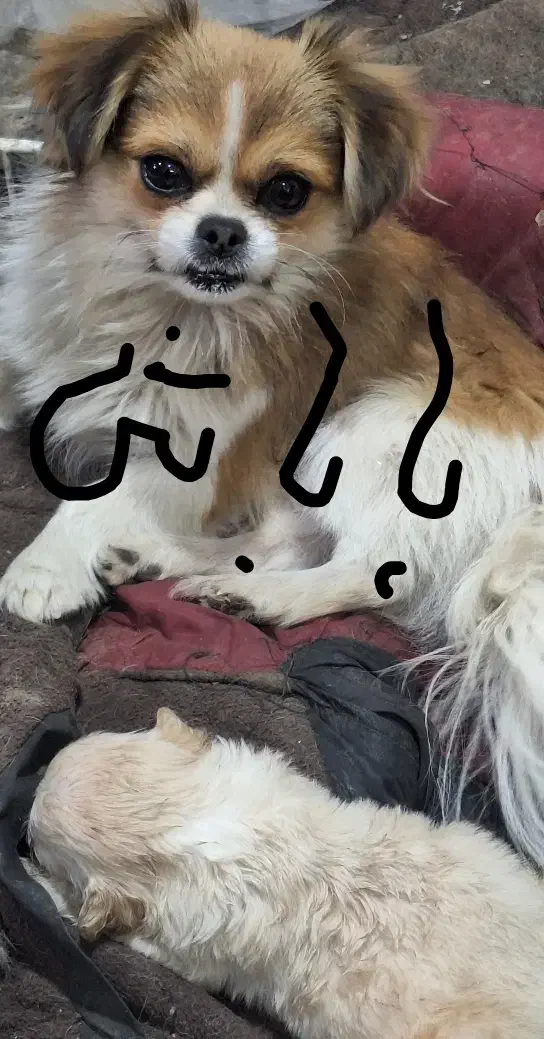 پیکینیز .۲۰.ر.و.زه|سگ|هشتگرد, کوی یاران|دیوار