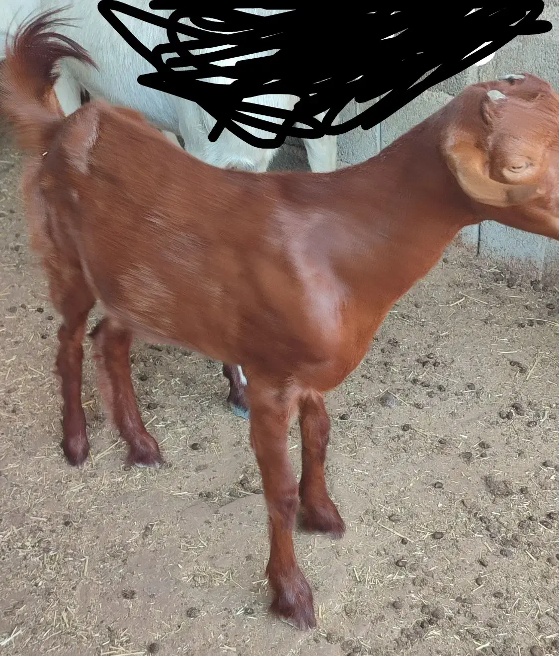 تیشترماده|حیوانات مزرعه|خورموج, |دیوار