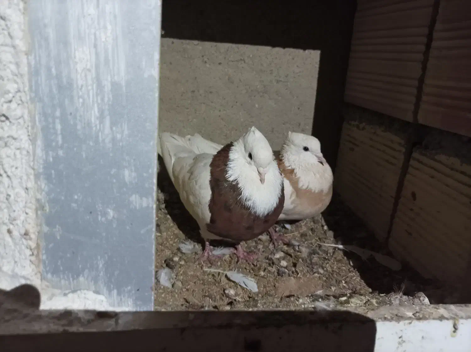 چهارجفت همراه جوجه|پرنده|بیجار, |دیوار