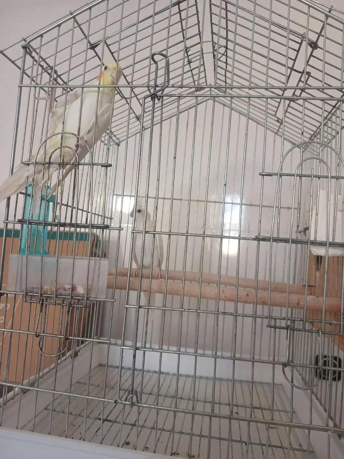 جفت عروس هلندی|پرنده|آبپخش, |دیوار