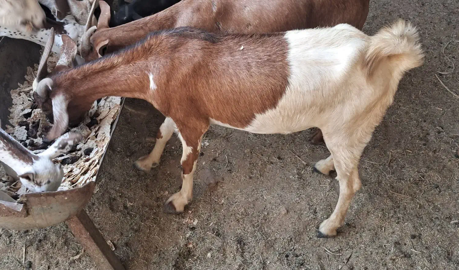 یک عدد بز همراه کره اش به فروش می‌رسد|حیوانات مزرعه|خمیر, |دیوار