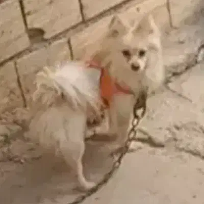 پامر روباهی|سگ|شهریار, شهرک وائین|دیوار