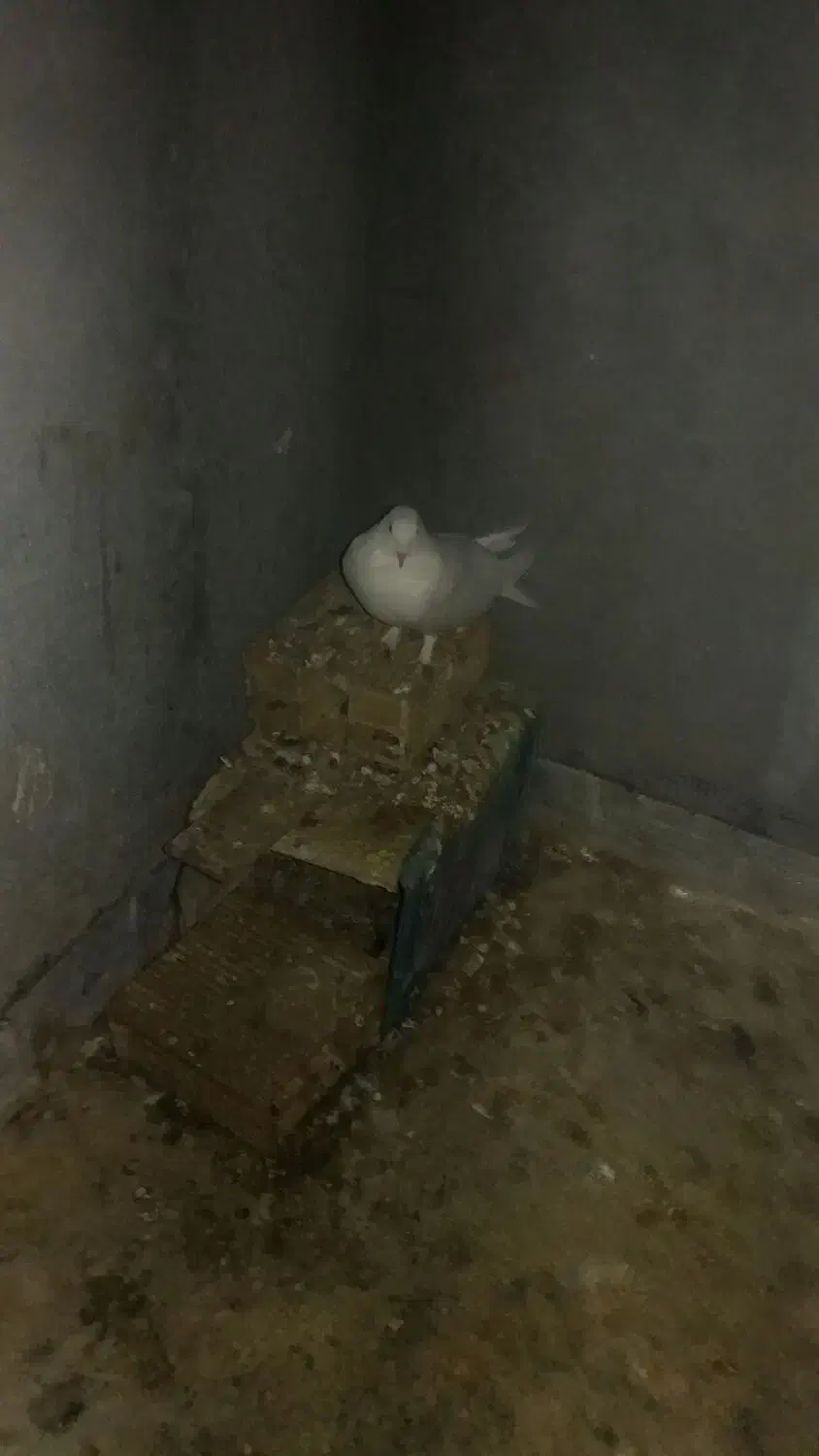 نرسفید پور|پرنده|فولادشهر, فولادشهر|دیوار