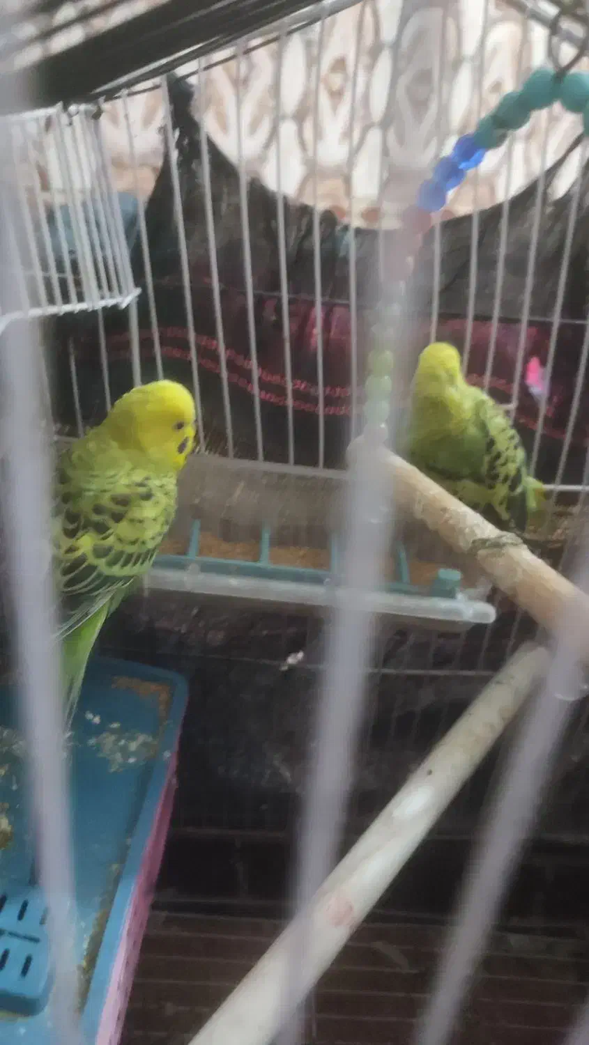 مرغ عشق فروشی|پرنده|ایرانشهر, |دیوار