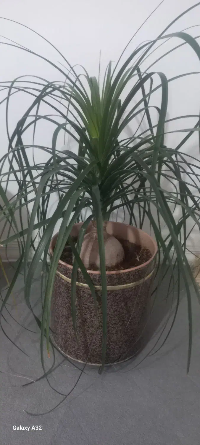 گل لیندا|گل و گیاه طبیعی|چهارباغ, |دیوار