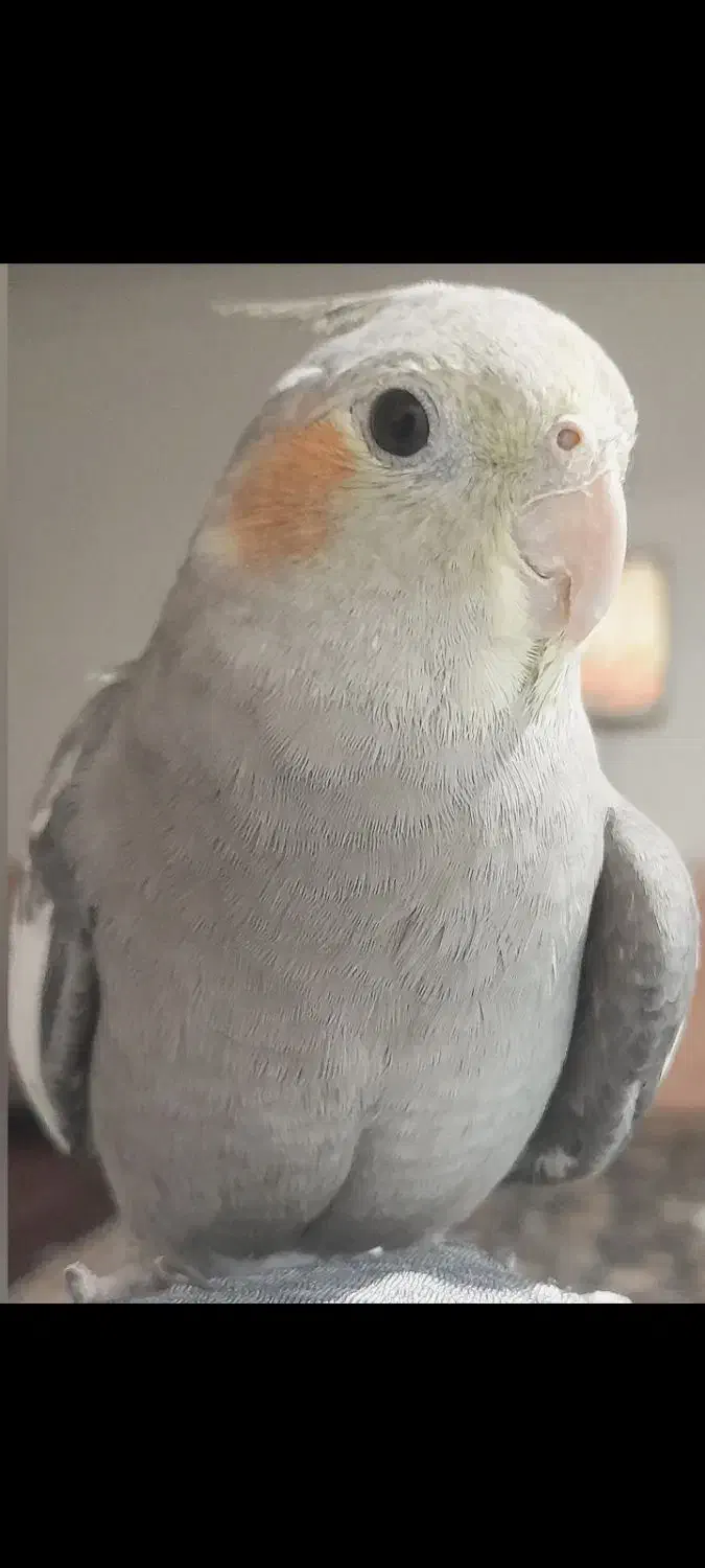 گمشده عروس هلندی|حیوانات|خواف, |دیوار