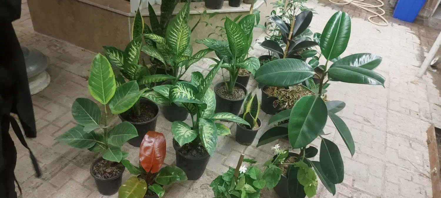 افوربیا دیفن باخیا|گل و گیاه طبیعی|مشهد, کوشش|دیوار