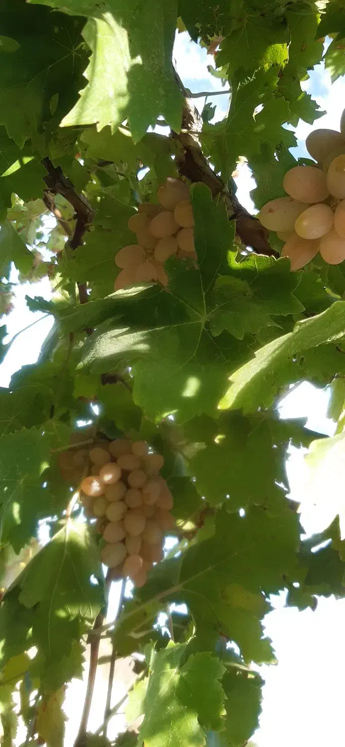 مویز دبه|خوردنی و آشامیدنی|شاهرود, |دیوار