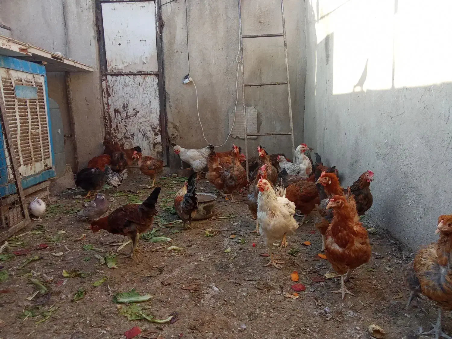 مرغ تخمگذار|حیوانات مزرعه|قدس, شهرقدس|دیوار