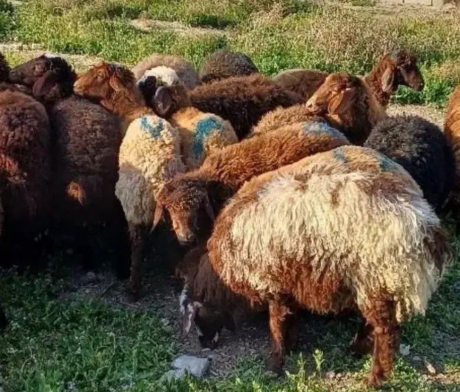 «گوسفند زنده کم چربی /شکم خالی با پلاک سلامت»|حیوانات مزرعه|مشهد, نوید|دیوار