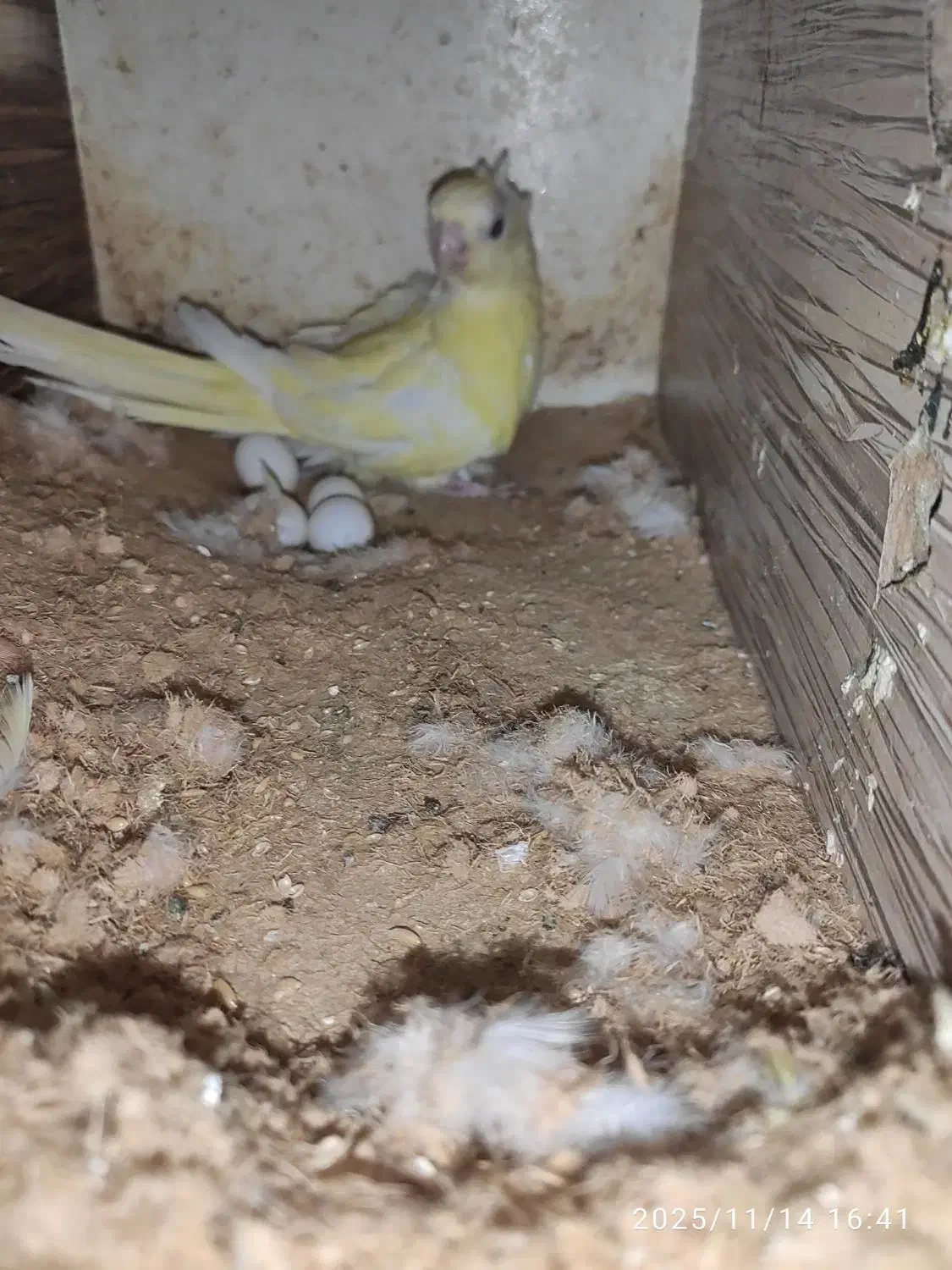 طوطی اوازه خوان ماده زرد روی تخم|پرنده|کاشان, شهرک امیرالمومنین|دیوار