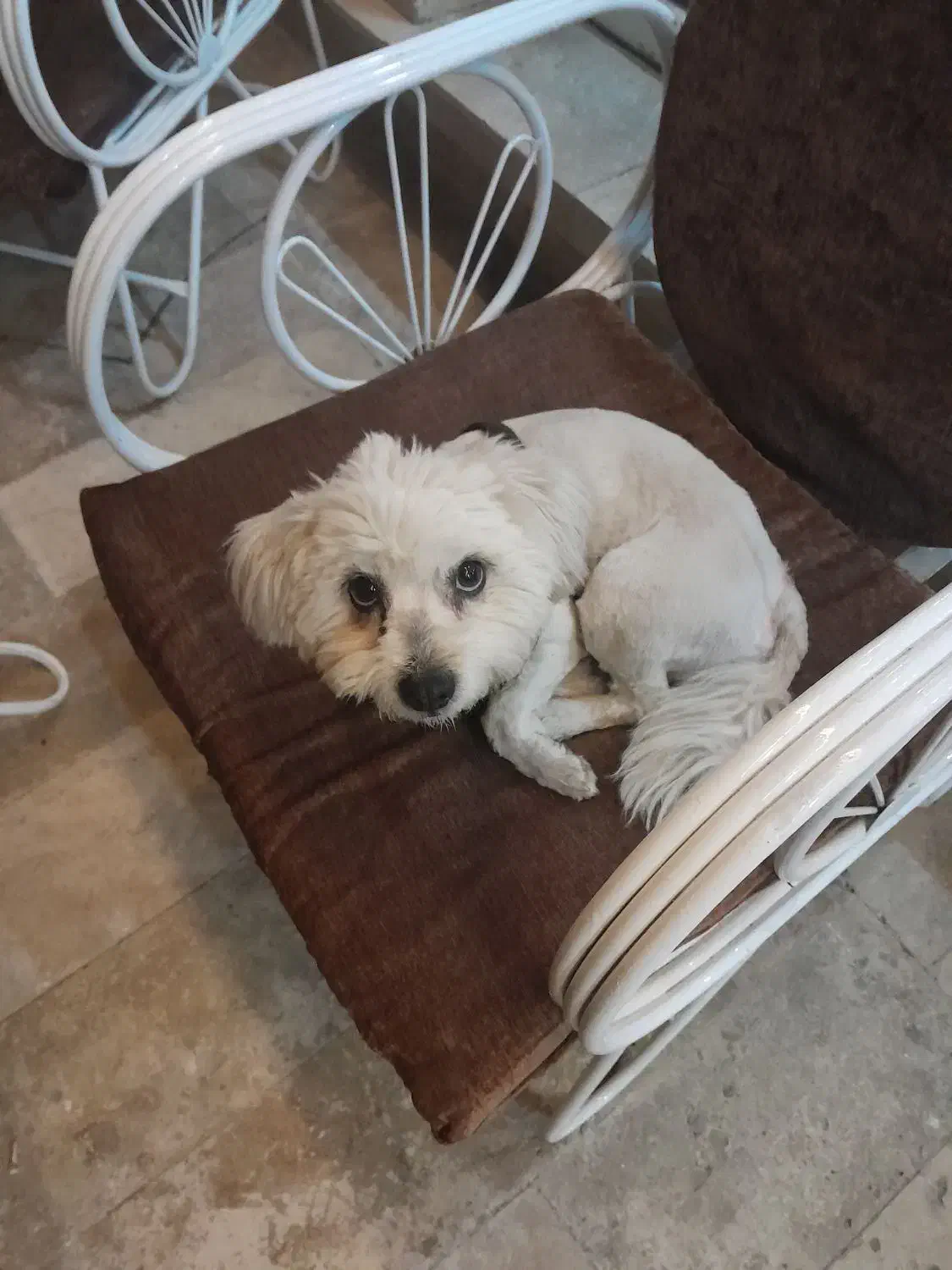 سگ زیبا و مهربان|سگ|مشهد, یوسفیه (شهرک غرب)|دیوار