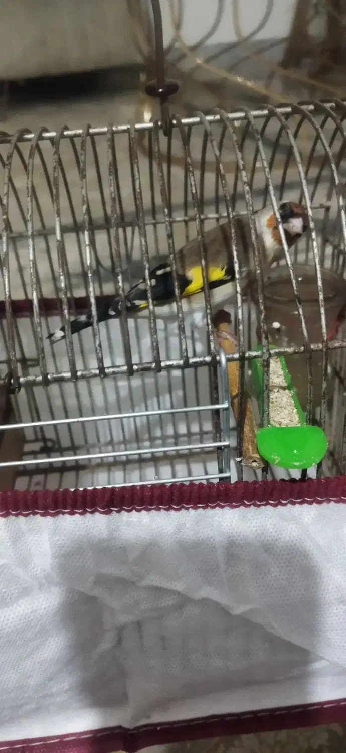 سهره ماده دورگ وسر سیاه|پرنده|شیراز, کوشک میدان|دیوار