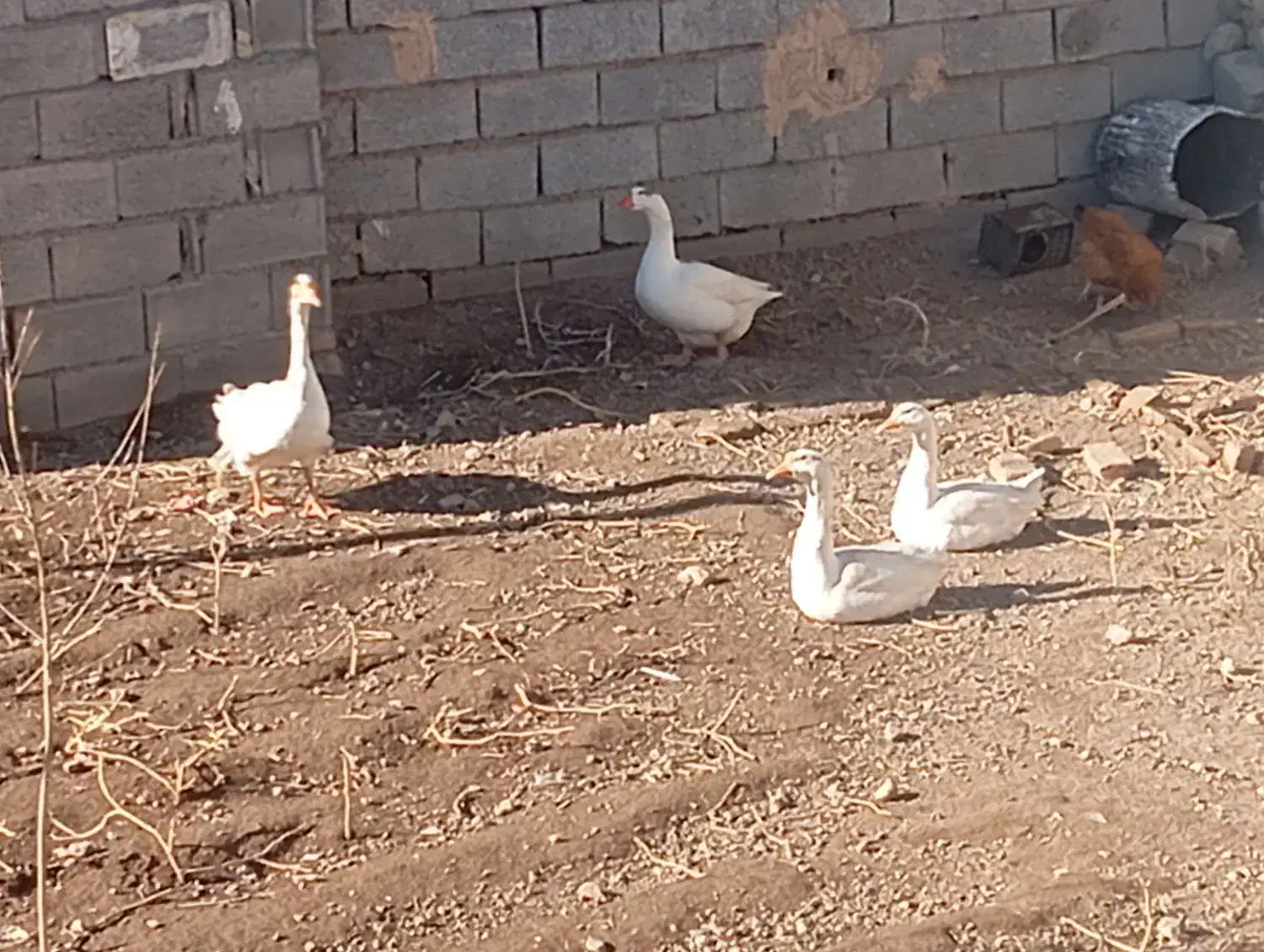 غاز محلی|حیوانات مزرعه|مشگین شهر, |دیوار