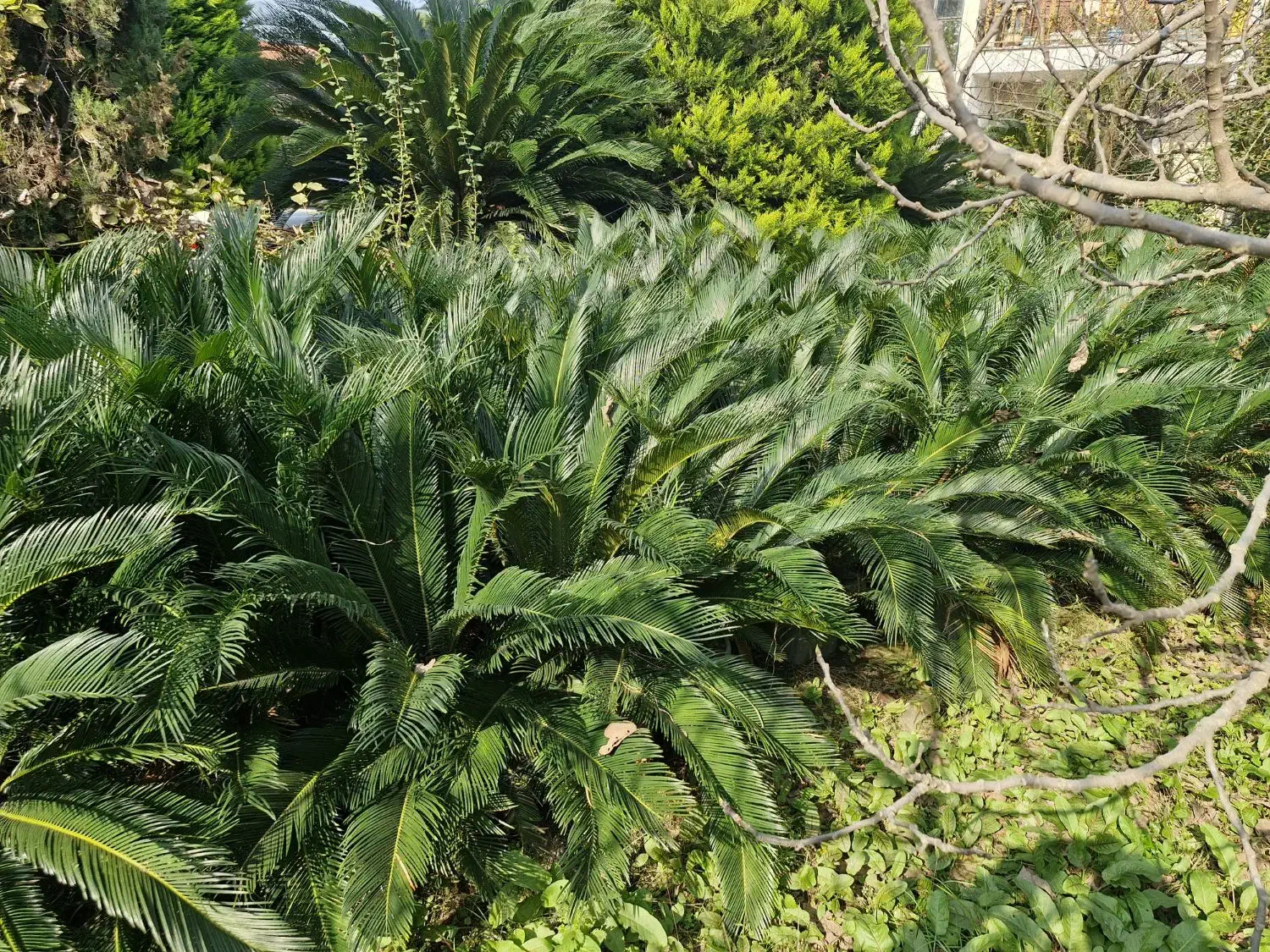 فروش سیکاس|گل و گیاه طبیعی|چالوس, |دیوار