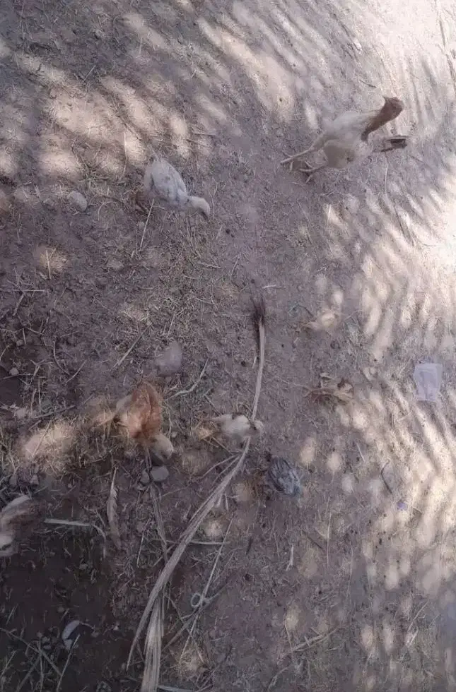 مرغ محلی|حیوانات مزرعه|بمپور, |دیوار