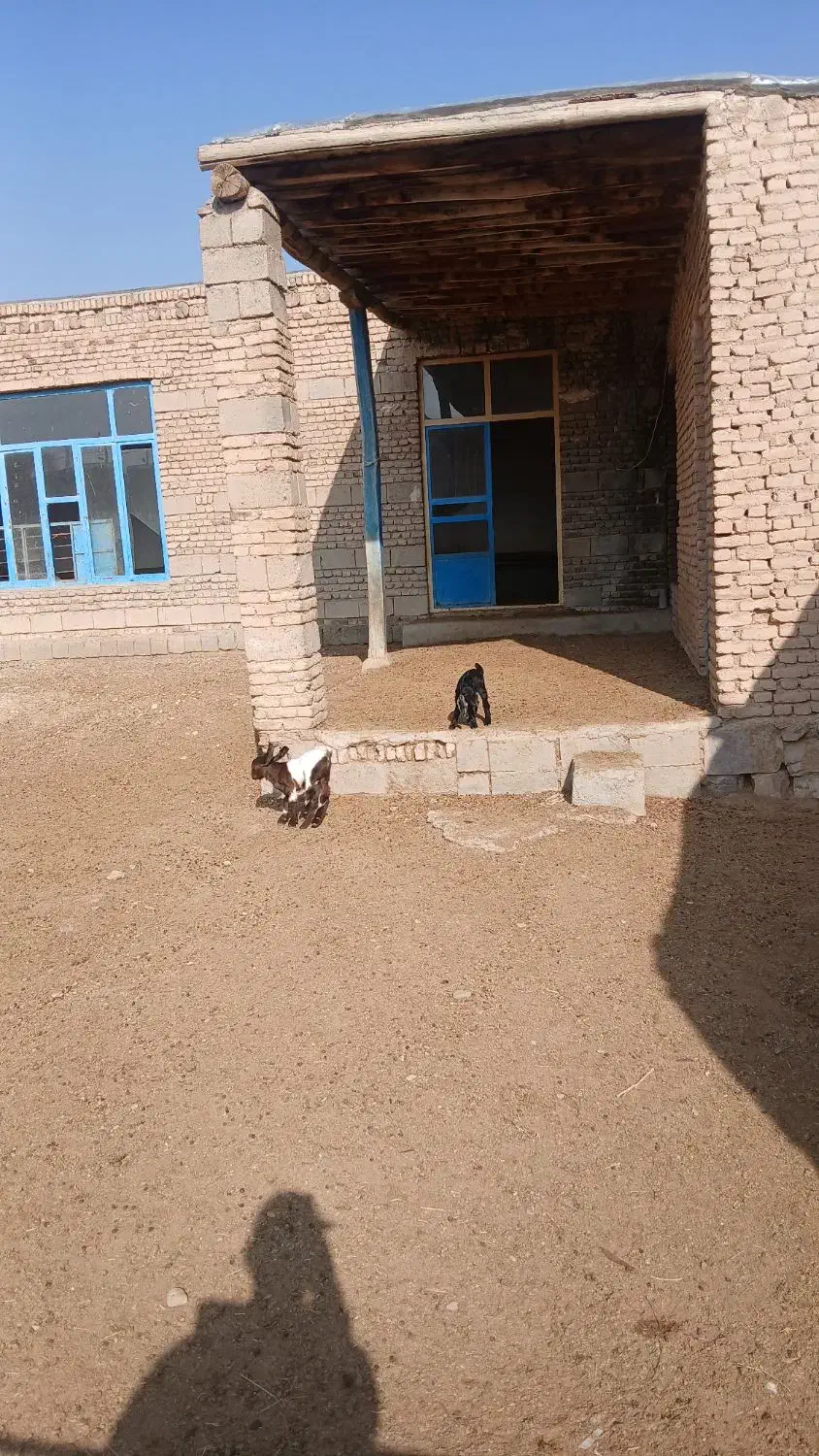 بزشیری جوان|حیوانات مزرعه|لیلان, |دیوار