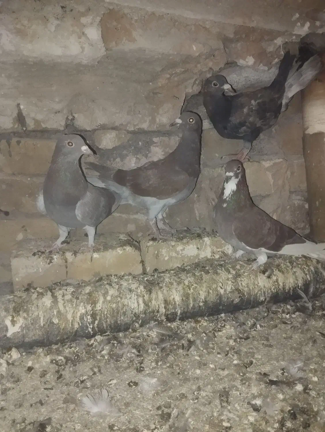 ۴ تا جوجه جوانه|پرنده|تربتحیدریه, ترمینال|دیوار