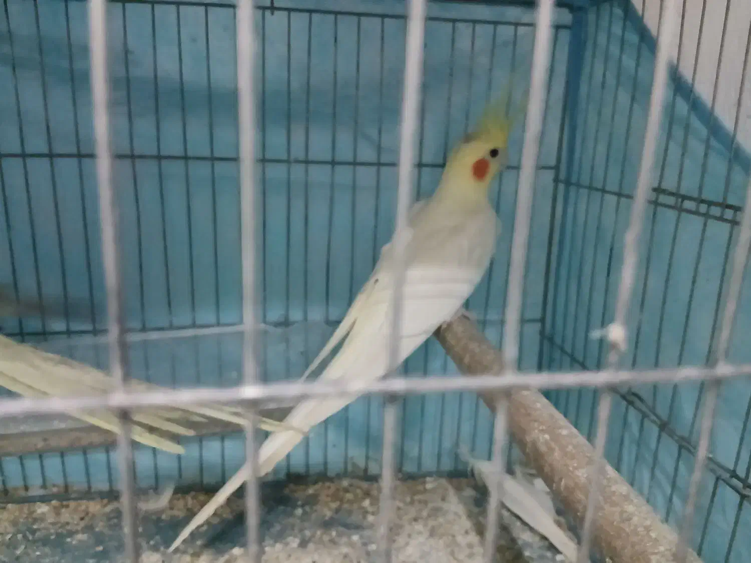 عروس هلندی|پرنده|رشت, پیرسرا|دیوار