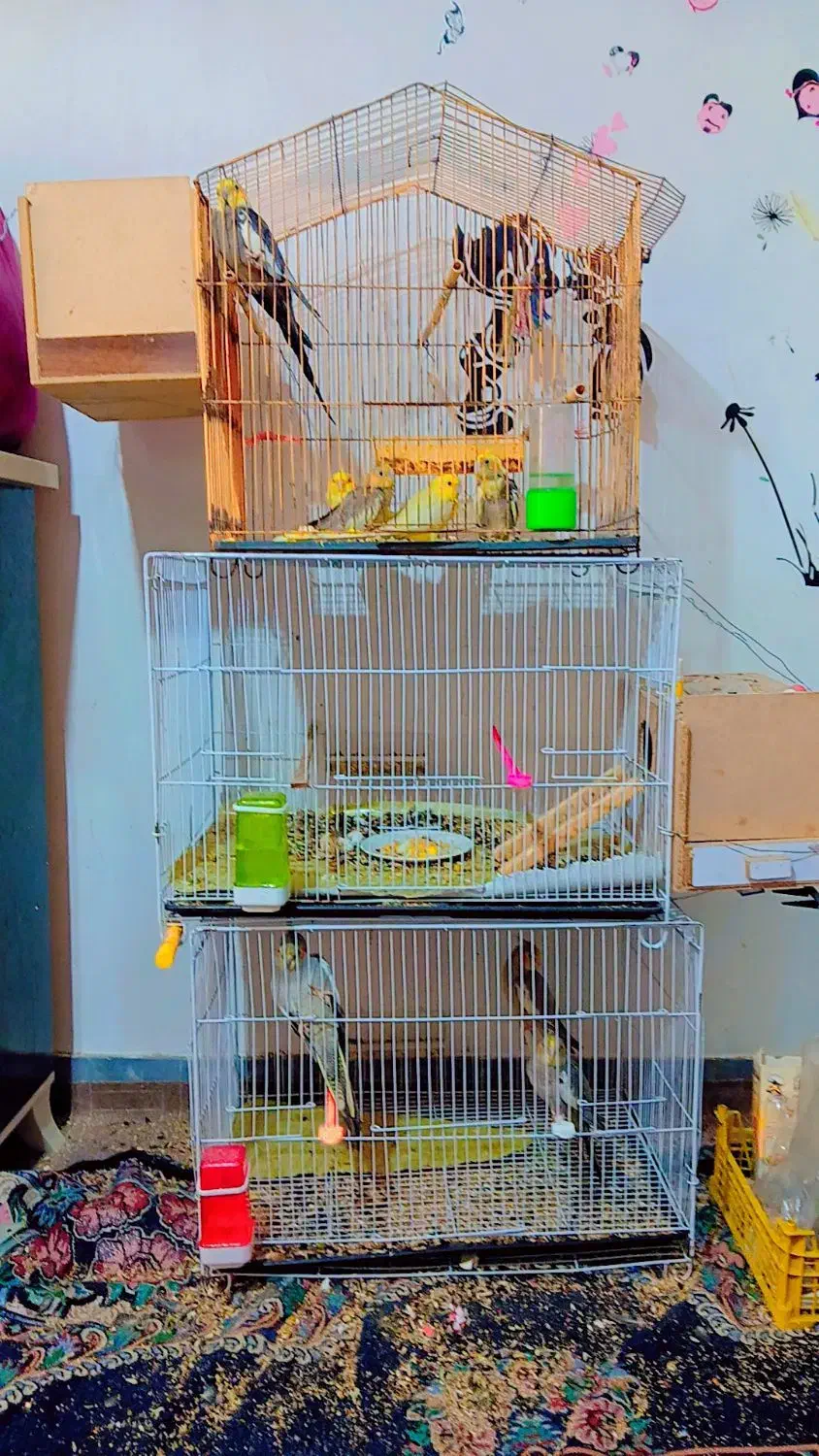 تعدادی عروس هلندی جوان و جوجه|پرنده|گنبد کاووس, |دیوار