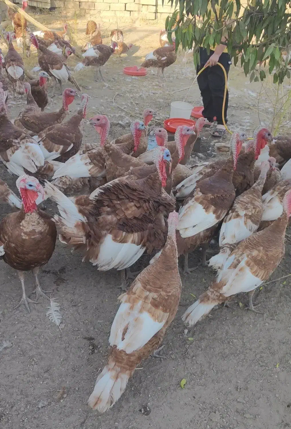 بوقلمون بوربون محلی|حیوانات مزرعه|بوکان, |دیوار