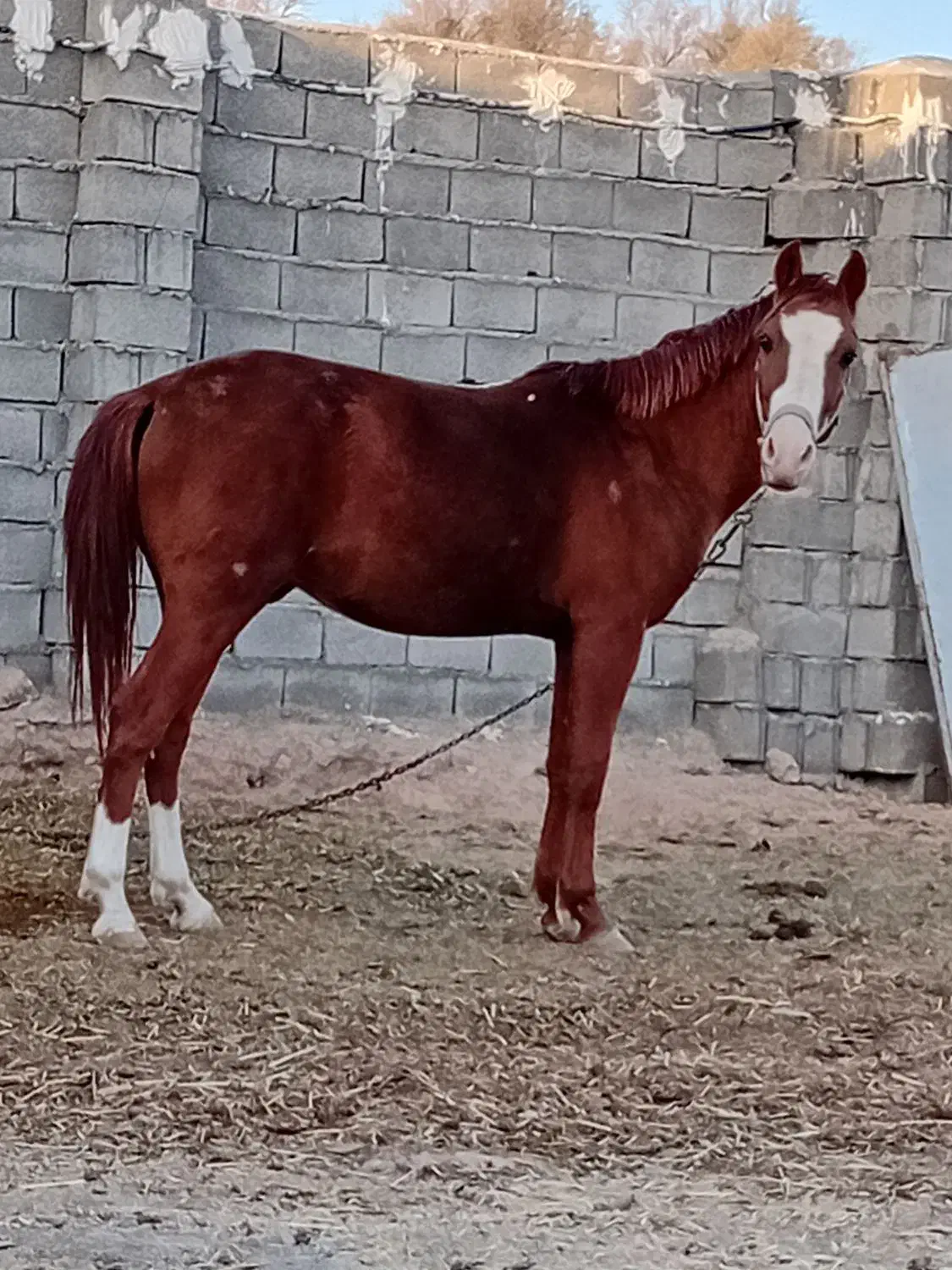 اسب کرد|اسب و تجهیزات اسبسواری|نصر آباد, |دیوار