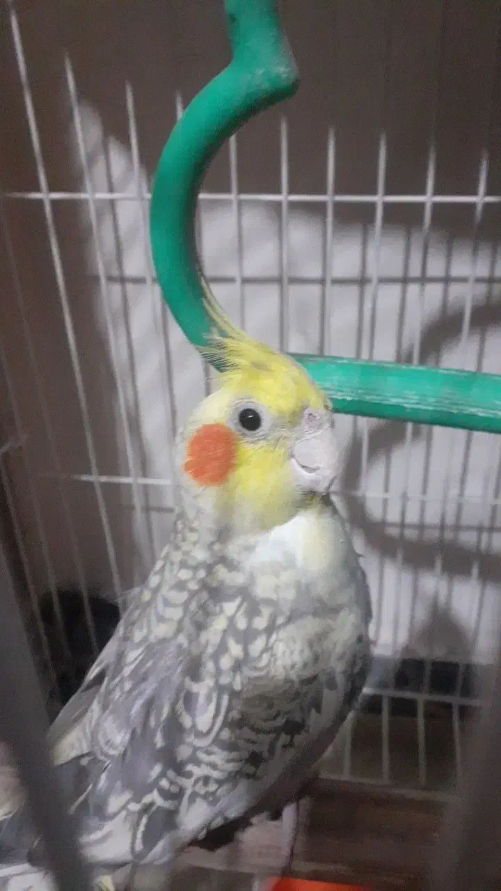 پرنده عروس هلندی دستی|پرنده|اهواز, کوی صادقیه|دیوار