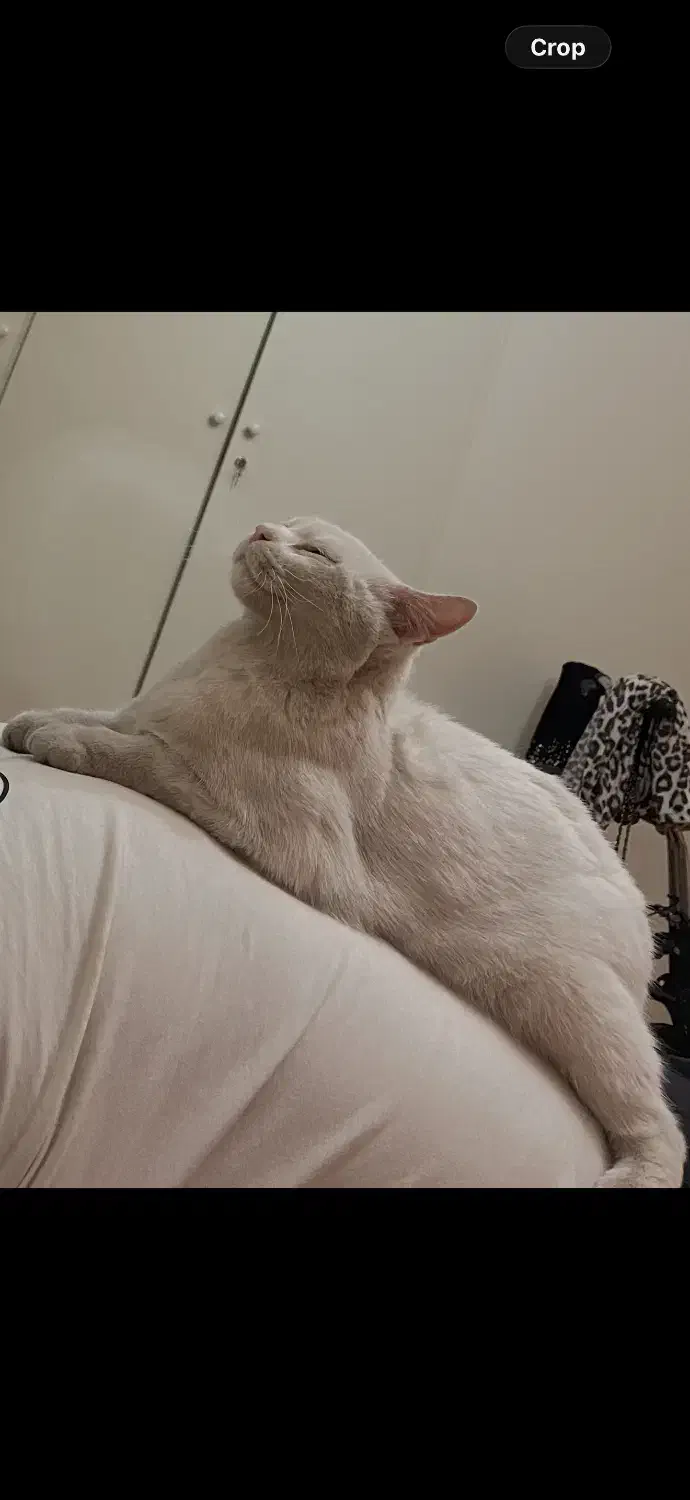 گربه گمشده|حیوانات|تهران, هروی|دیوار