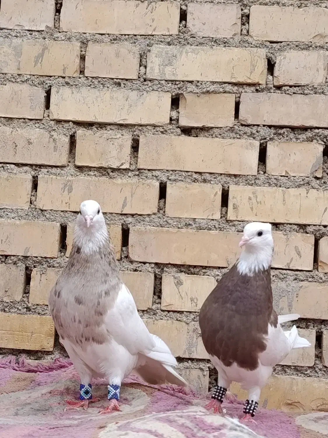 طوقی آجری 3تاامیدیه|پرنده|امیدیه, |دیوار